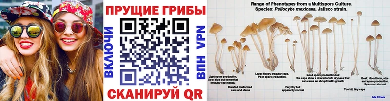 Галлюциногенные грибы MAGIC MUSHROOMS  где купить наркоту  Нахабино 