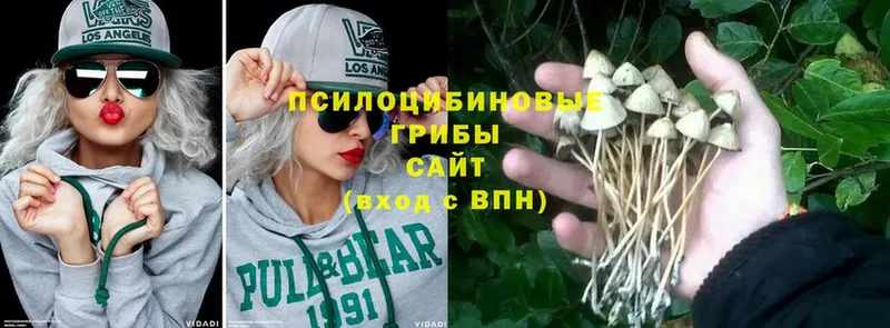 купить наркотики цена  Нахабино  кракен зеркало  Псилоцибиновые грибы Psilocybe 